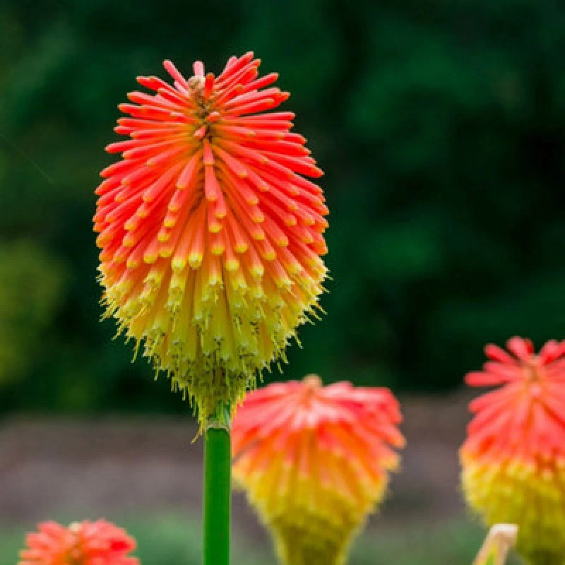 Image of You Garden Red Hot Poker (Kniphofia Uvaria) - 5 Bare Roots One Colour WFHUZ Unisex