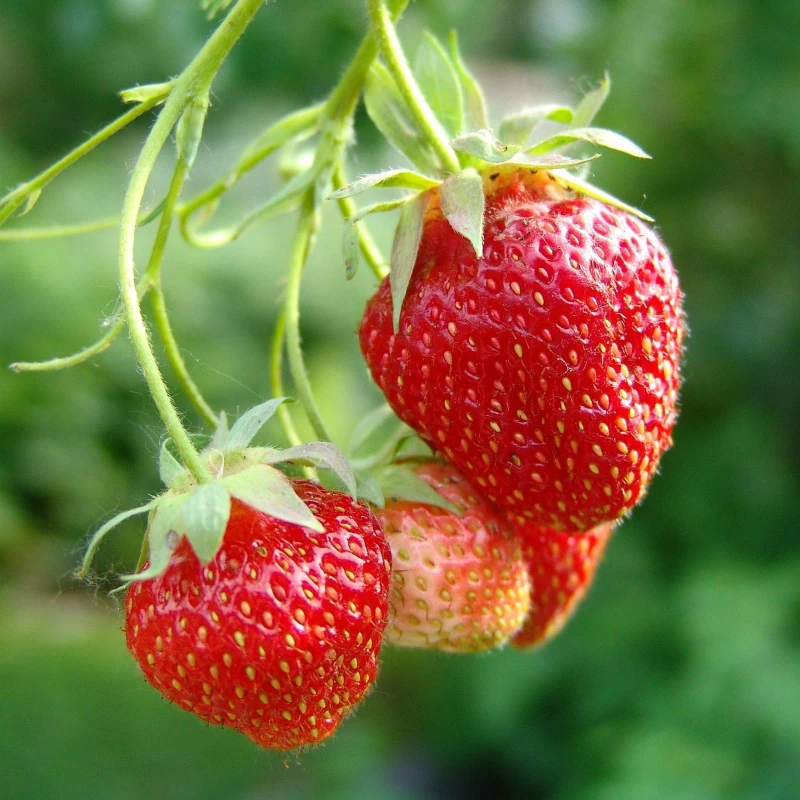 Image of YouGarden Strawberry Runners - Cambridge Favourite Multi unisex 20 Plants
