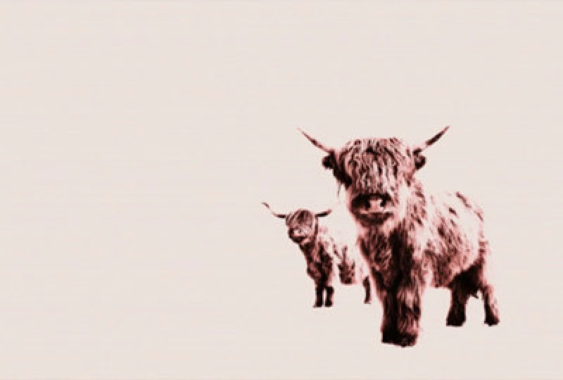 Image of As Creation Highland Cows Digital Mural 400Cm X 270Cm Cream WPRAW Unisex