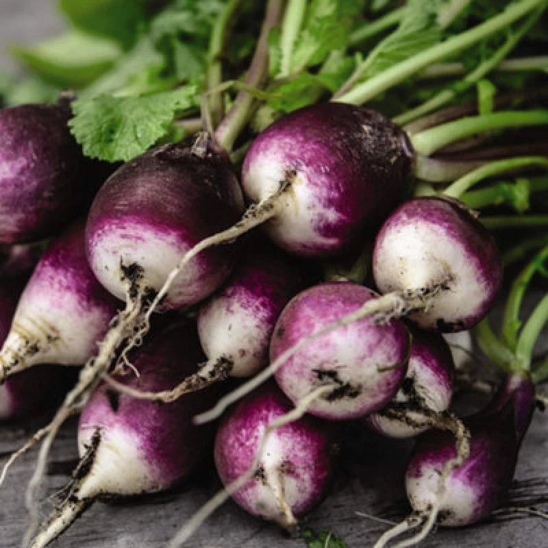 Image of Thompson & Morgan Radish Diana 1 Seed Packet (350 Seeds)