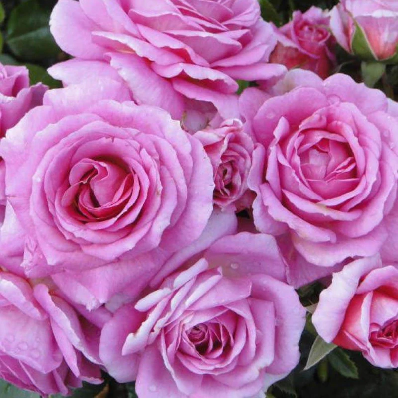 Image of YouGarden Rose Special Mum (4L Pot) Roses 4L Pot Pink 39329206000