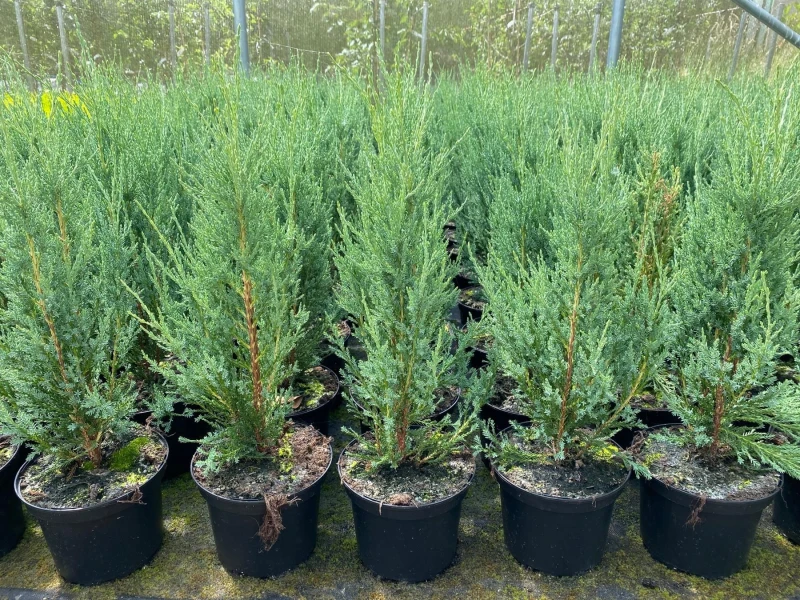 Image of Direct Plants 5x Large Juniperus Skyrocket Trees Rocky Mountain Juniper 2ft Tall in a 3 Litre Pots in Green Green Unisex