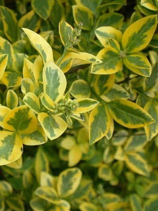 Image of F&G Supplies 10 x 3ft Golden Privet (Ligustrum Aureum) Evergreen Hedging Plants in Yellow Yellow Unisex