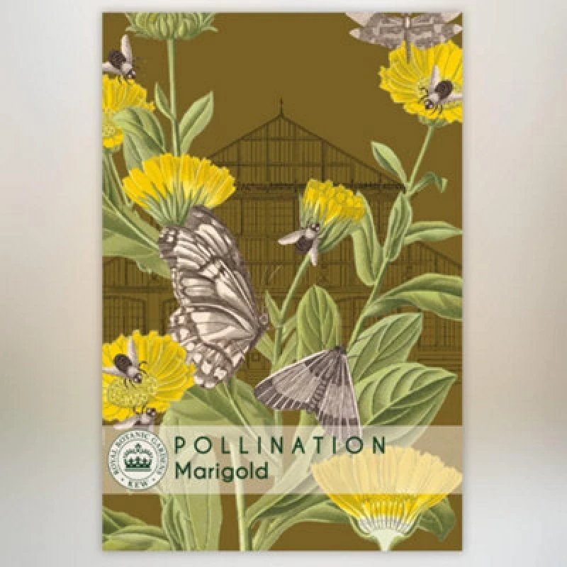 Image of Thompson & Morgan Marigold Promo New Kew Range 1 Packet (100 Seeds)