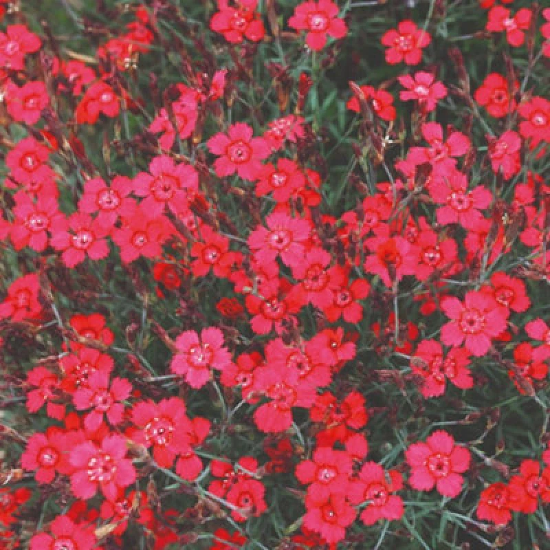 Image of Thompson & Morgan Dianthus Red Gem Seeds Hardy Perennial Maiden Pink Ground Cover Bright Red Blooms 100 Seeds By T&m