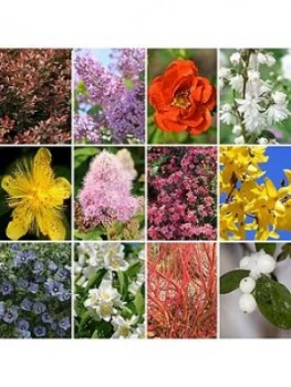 Image of Hardy Shrub Collection X 12 Bare Root Bushes