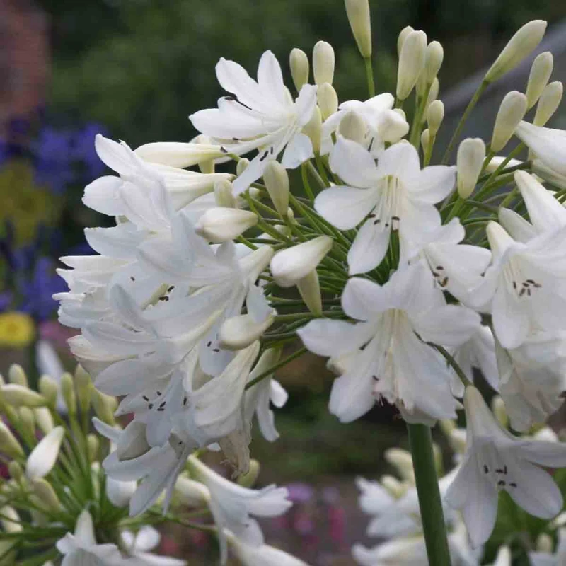 Image of Thompson & Morgan Agapanthus Arctic Star 9Cm Potted Plant X 2