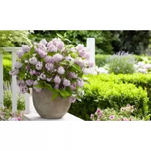 Image of Thompson & Morgan Thompson and Morgan Deutzia Raspberry Sundae 9cm Pot x 2