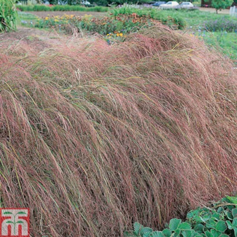 Image of Thompson & Morgan Stipa Arundinacea 3 Litre Potted Plant X 1