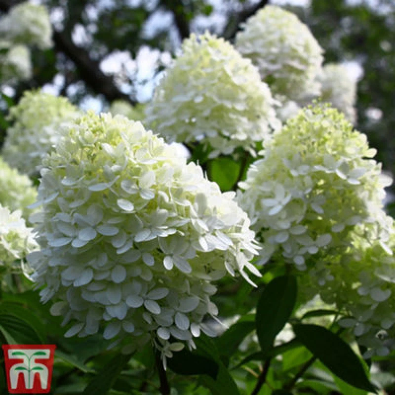 Image of Thompson & Morgan Hydrangea Paniculata Limelight Standard 4.5 Litre Potted Plant X 1