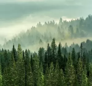 Image of Arthouse Forest Mural Wallpaper