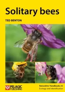 Image of Solitary bees