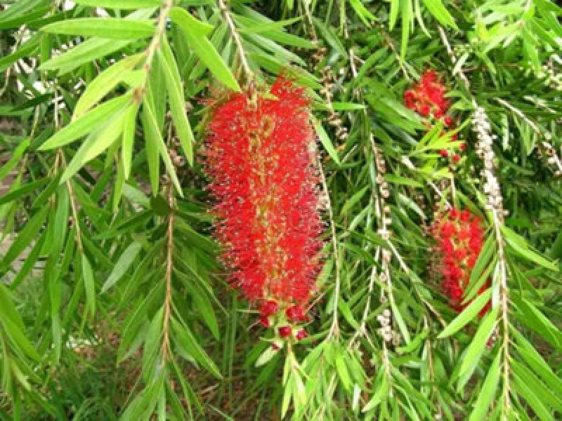 Image of Direct Plants Callistemon Riginus Bottle Brush Shrub 3-4ft Supplied In A 2 Litre Pot
