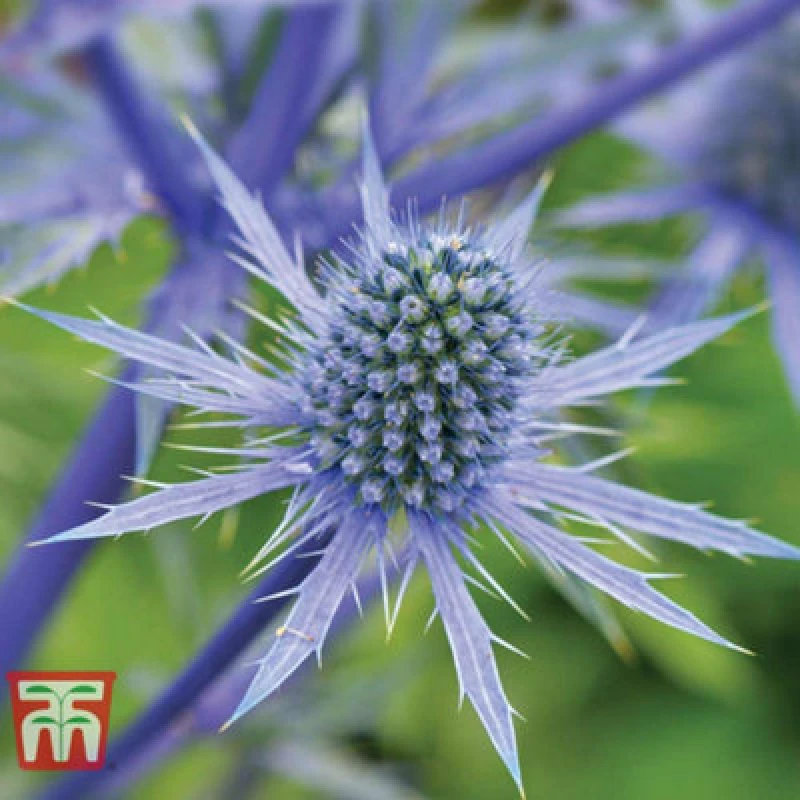 Image of Thompson & Morgan Eryngium Planum 1 Litre Potted Plant X 1
