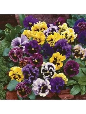 Image of Pansy Frizzle Sizzle 20 Garden Ready Plants