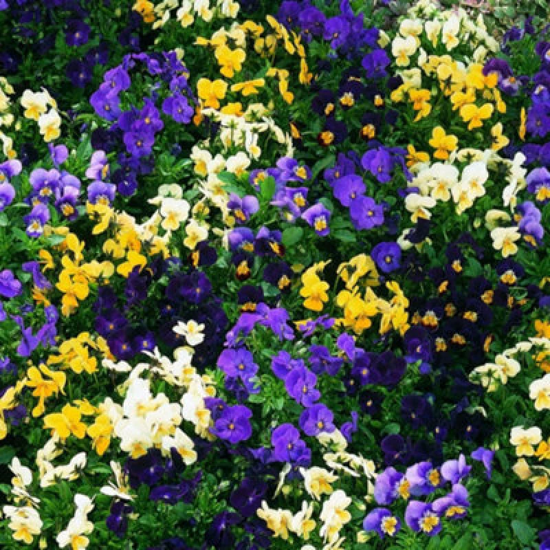 Image of Viola Bedding Supreme Mixed Colourful Bedding Plants Seeds 1 Packet X 50 Seeds By Thompson & Morgan