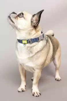 Image of Small NightSafe Reflective Collar - Blue, 28-35cm