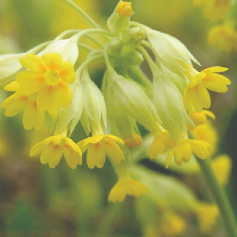 Image of Primula Veris Cowslip Hardy Perennial Wildflower Seeds 1 Packet X 140 Seeds By Thompson & Morgan