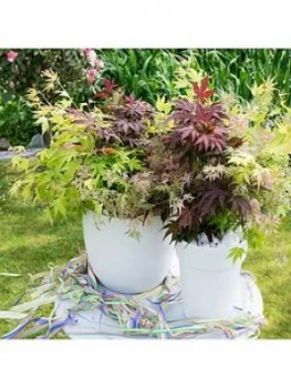 Image of Acer Festival Mix 3 Colours In 1