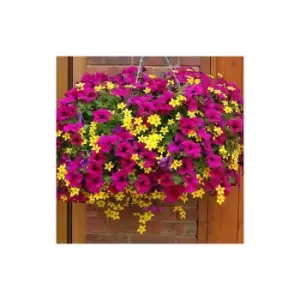 Image of Summer Scorcher Mix plug x 12