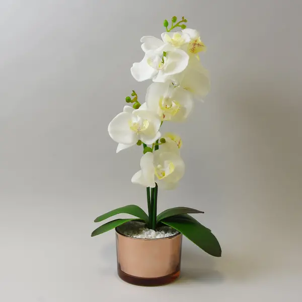 Image of Cream Orchid in Gold Glass Pot 40cm Cream