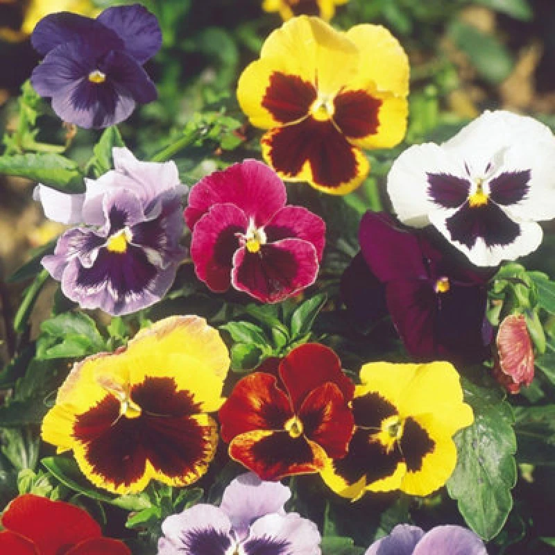 Image of Thompson & Morgan Pansy Super Chalon Giant Seeds - Hardy Perennial Viola For Borders & Containers - 50 Seeds
