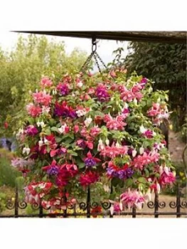 Image of Jumbo American Fuchsia Collection 12 X Jumbo Plugs