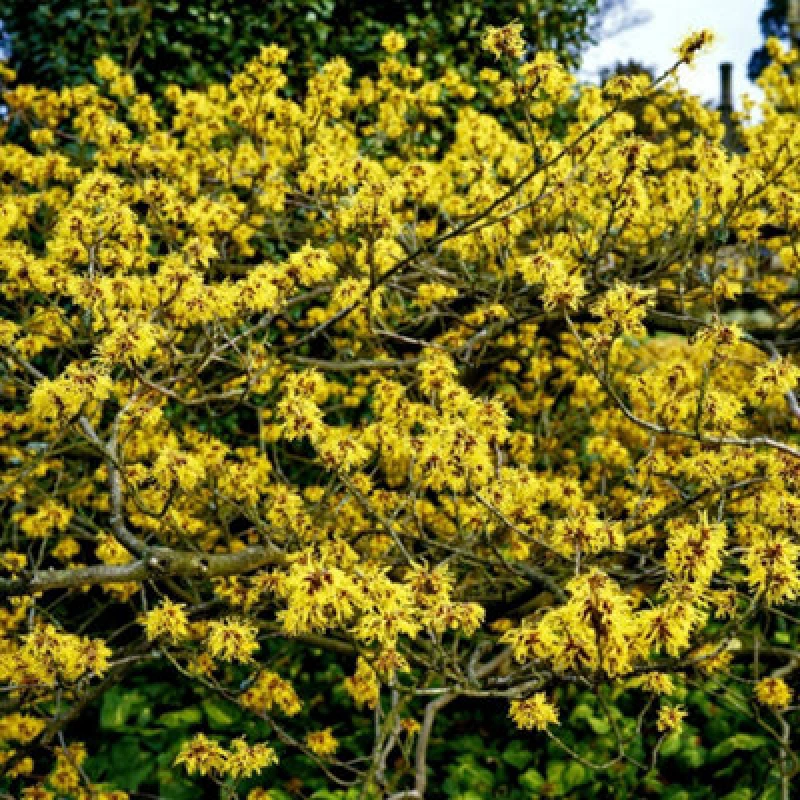 Image of Thompson & Morgan Hamamelis X Intermedia Pallida 9Cm Potted Plant X 2