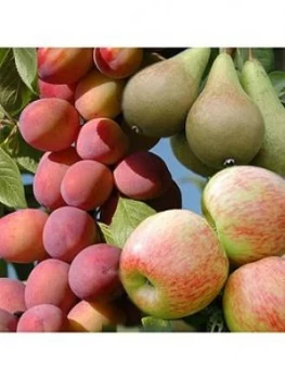 Image of Mini Orchard Collection - 3 Trees