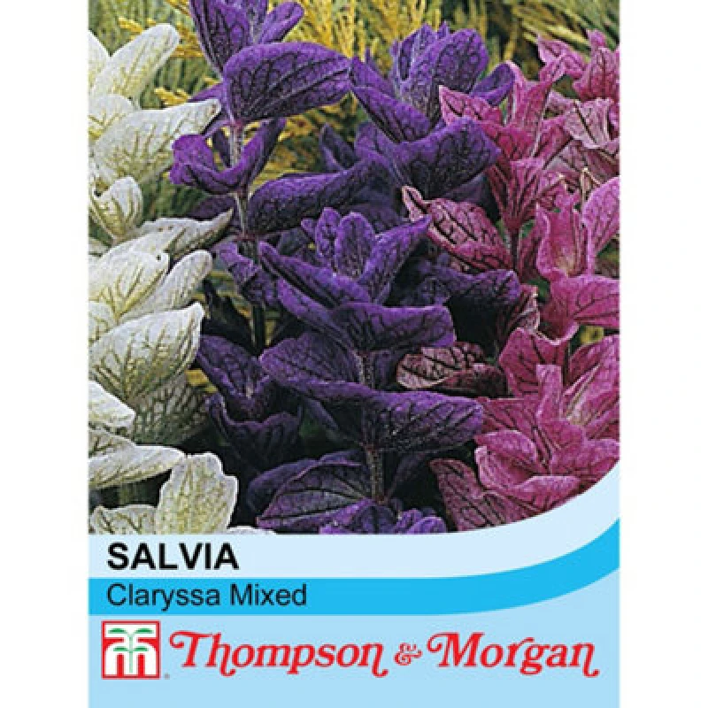 Image of Thompson & Morgan Salvia Horminum Claryssa Mixed 1 Seed Packet (150 Seeds)