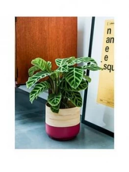 Image of Ivyline Bamboo Pink Planter