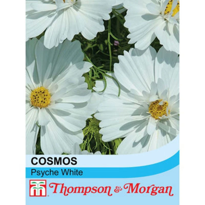 Image of Thompson & Morgan Cosmos Psyche White 1 Seed Packet (72 Seeds)