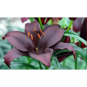 Image of Thompson & Morgan Thompson and Morgan Lily Black Jewel 10 Bulbs