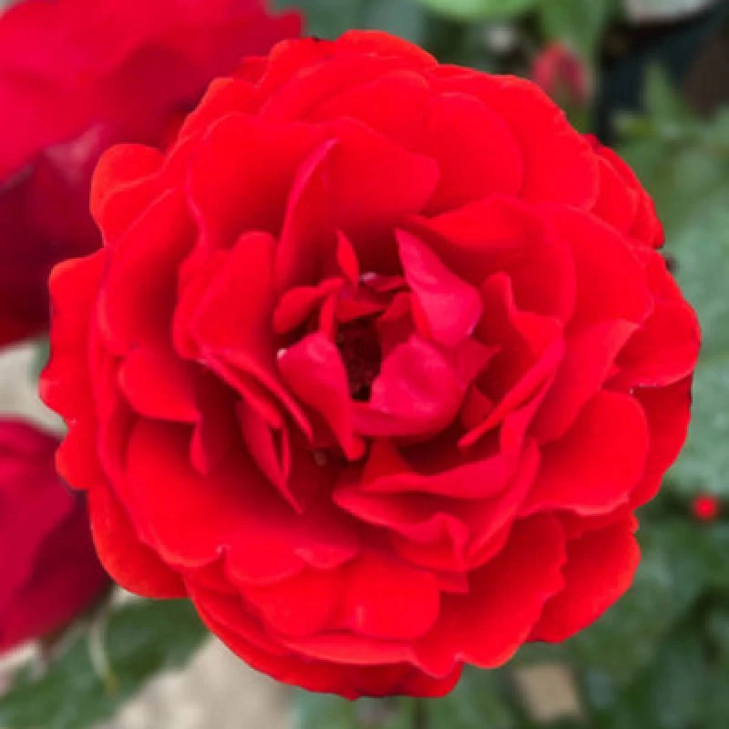 Image of Yougarden Harkness Roses 'remembrance' Rose , Established Plant In 4 Litre Pot, Ready To Plant