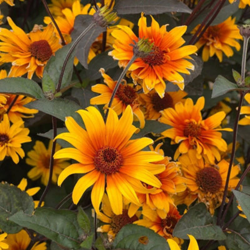 Image of Thompson & Morgan Heliopsis Burning Hearts Seeds - Hardy Perennial False Sunflower Yellow/orange Flowers Purple Foliage 1 Packet (8 Seeds)