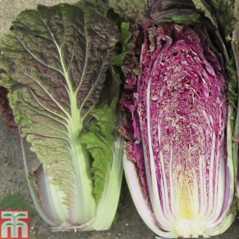 Image of Thompson & Morgan Cabbage Chinese Scarvita F1 1 Seed Packet (15 Seeds)