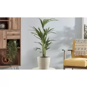 Image of Thompson & Morgan Thompson and Morgan Kentia Palm (House Plant) 17cm pot - 1 plant