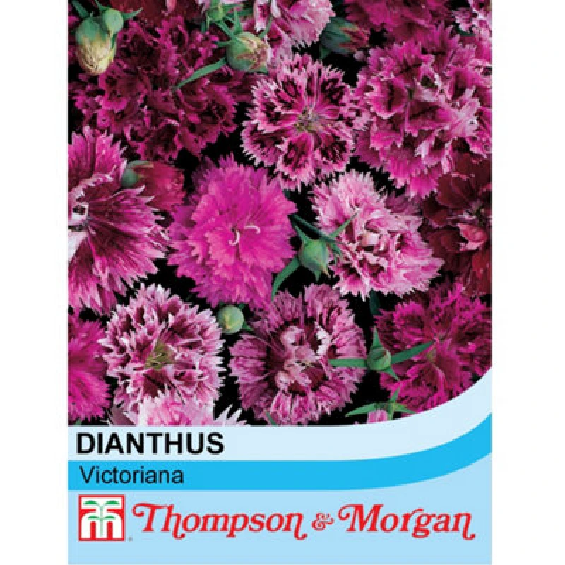 Image of Thompson & Morgan Dianthus Chinensis Heddewigii Victoriana 1 Packet (30 Seeds)