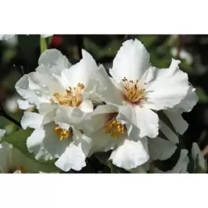 Image of Thompson & Morgan Thompson and Morgan Philadelphus Belle Etoile 9cm Pot x 2