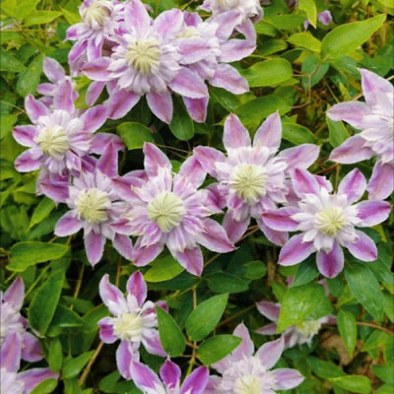 Image of Thompson & Morgan Clematis Josephine Double Pink Pom-Pom Flowers Striking Climbing Plant Easy Hardy Garden Climber - 7Cm Pot X1