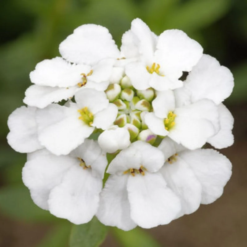 Image of Thompson & Morgan White Pinnacle Candytuft Organic Seeds - Hardy Annual Fast Growing White Flowers Pollinator Friendly (50 Seeds)