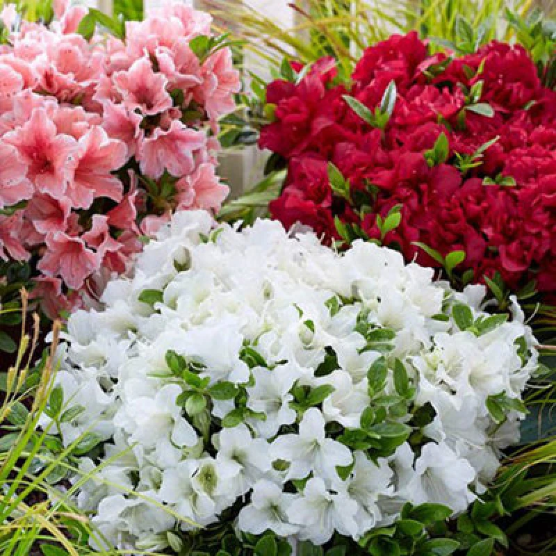 Image of You Garden Azalea Encore Collection 8Cm X3
