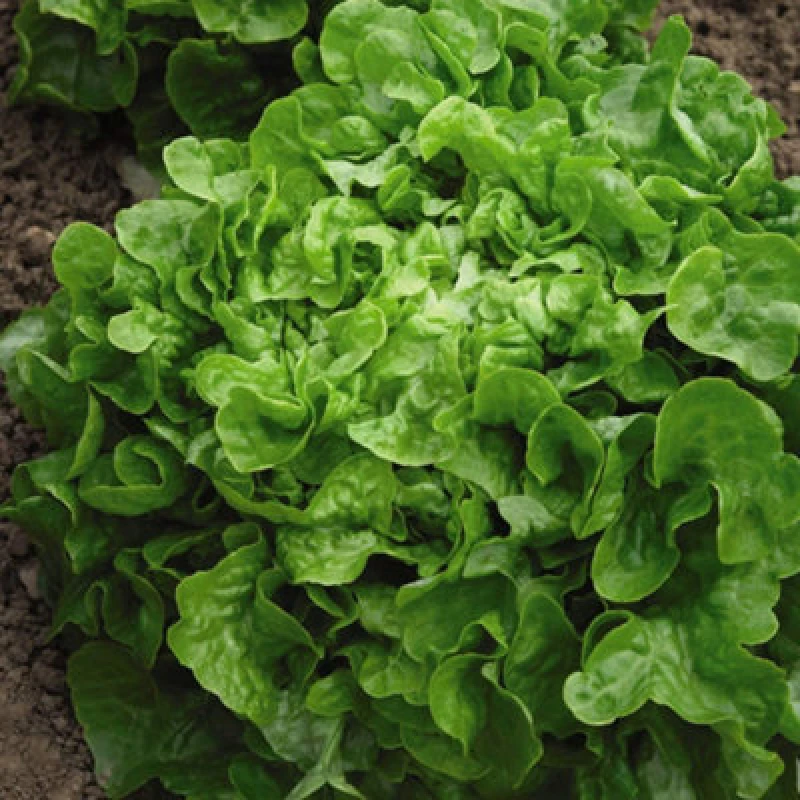 Image of Thompson & Morgan Lettuce Salad Bowl 1 Seed Packet (750 Seeds)