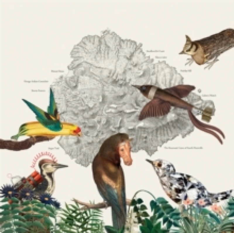 Image of The Birds of Marsville Vinyl