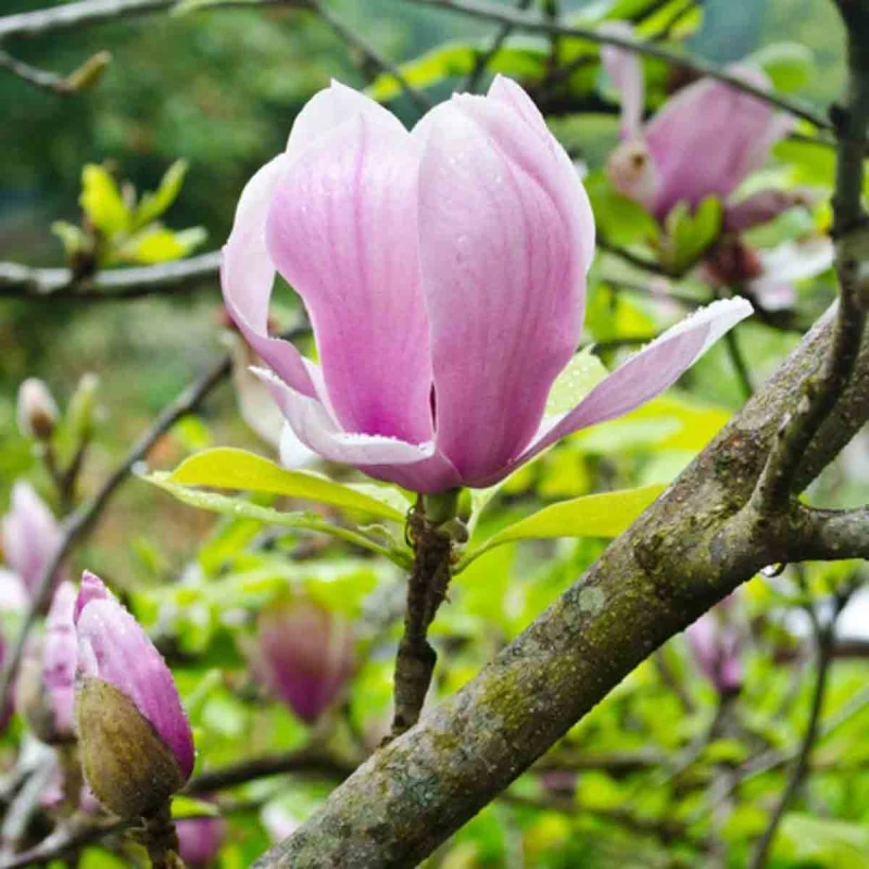 Image of Thompson & Morgan Magnolia Soulangeana Mini Std 7 Litre Potted Plant X 1