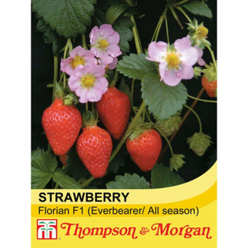 Image of Thompson & Morgan Strawberry Florian F1 Hybrid 1 Seed Packet (10 Seeds)