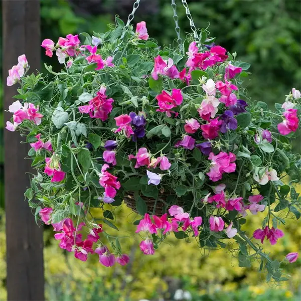 Image of YouGarden Sweet Pea Fragrant Trails (20 Garden Ready Plants) 20 Plants Multi 40573399000