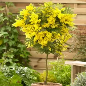 Image of Yougarden Acacia Mimosa Standard Tree in 19cm Pot