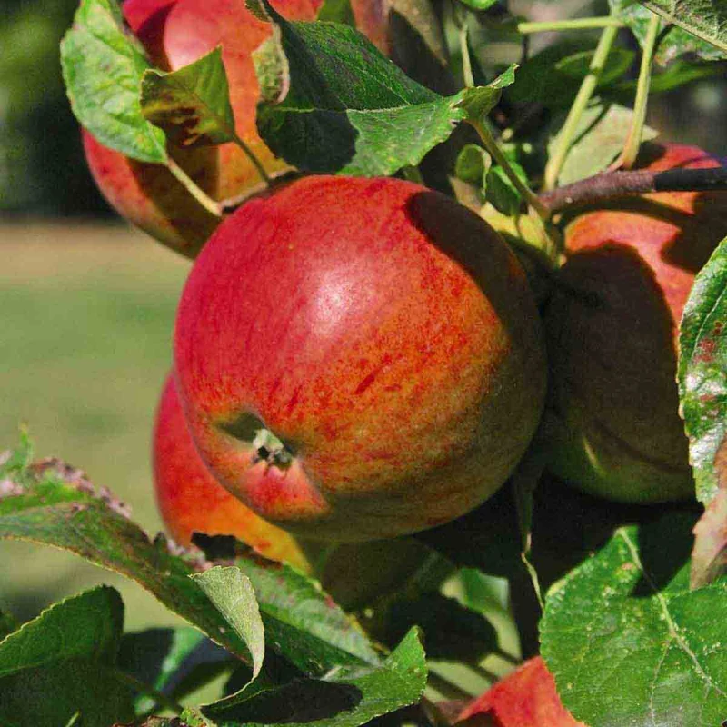 Image of Thompson & MorganApple (malus) Braeburn Patio Standard (m9) 5L Potted Plant X 1 KB1982
