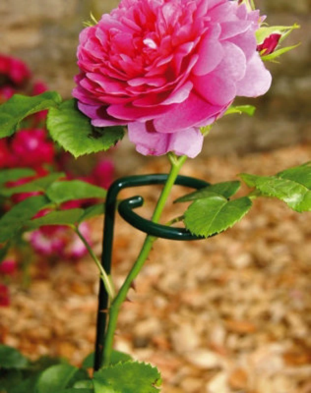 Image of Poppy Forge Small Single Stem Support Bare Metal/ready To Rust (Pack Of 4) - Steel - L5 X W5 X H60 Cm